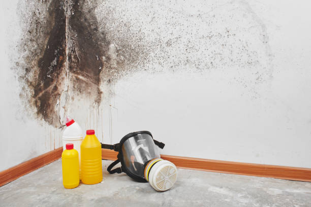 Best Office Mold Removal Services  in Ogden, NC