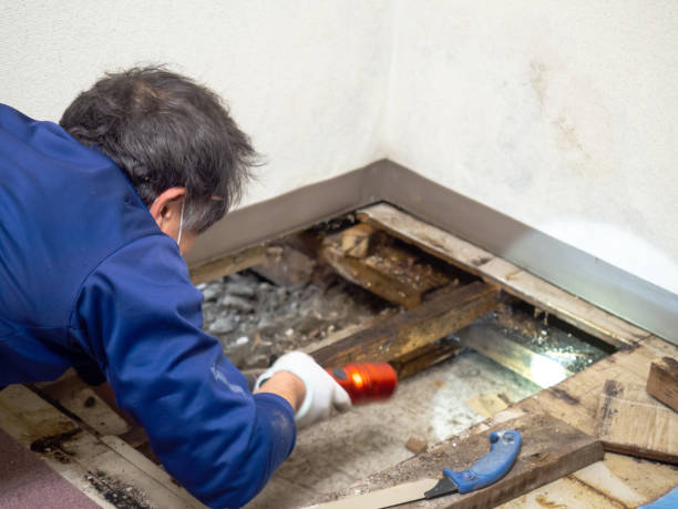 Best Affordable Mold Removal  in Ogden, NC