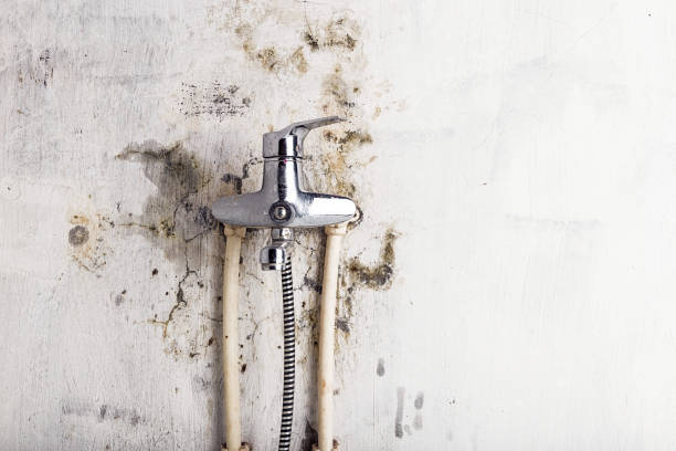 Best Certified Mold Removal  in Ogden, NC