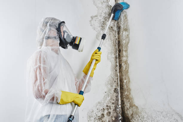 Best Black Mold Removal  in Ogden, NC
