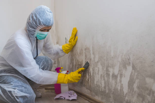 Best Professional Mold Removal  in Ogden, NC