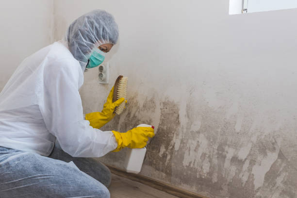Best Same-Day Mold Removal  in Ogden, NC