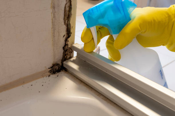 Best Home Mold Removal  in Ogden, NC