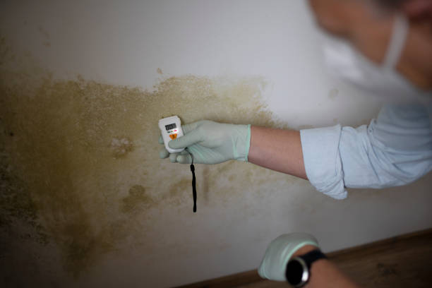 Best Toxic Mold Removal  in Ogden, NC