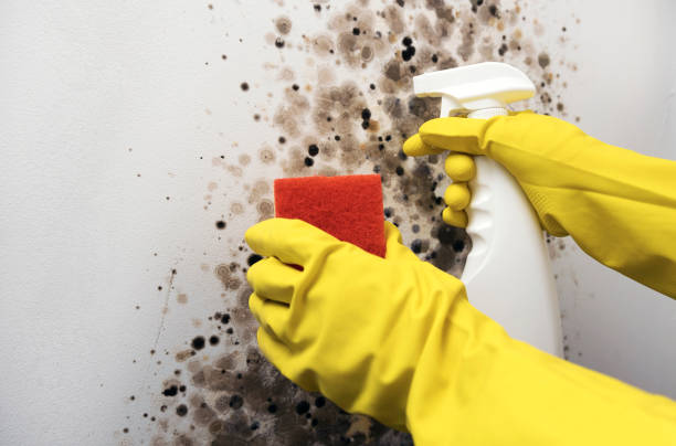 Best Best Mold Removal Companies  in Ogden, NC