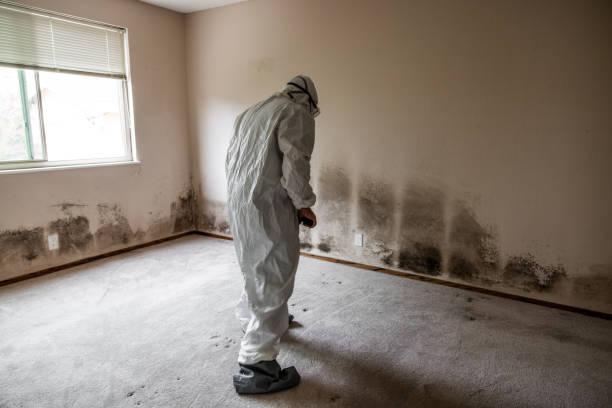 Best Emergency Mold Removal  in Ogden, NC
