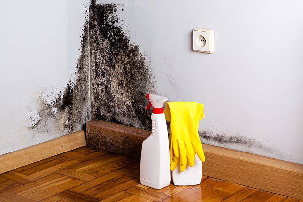 Best Mold Testing  in Ogden, NC