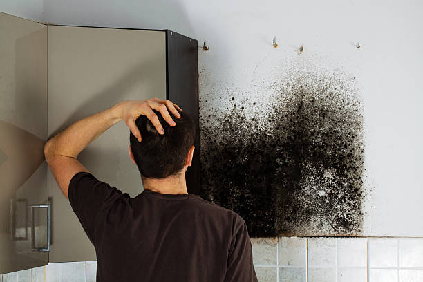 Best Toxic Mold Removal  in Ogden, NC