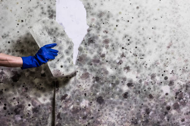 Best Certified Mold Removal  in Ogden, NC